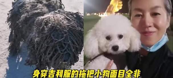 如何处理比熊犬的毛发打结？（宠物主人必看！让你的比熊犬毛发柔顺亮丽的方法）