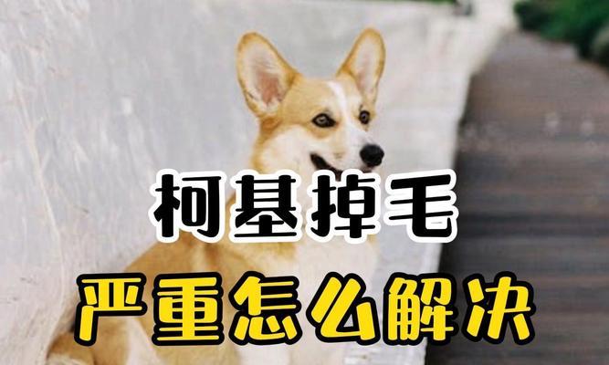 探究柯基掉毛严重的原因（揭秘柯基毛发护理误区，让你的爱犬健康又美丽）