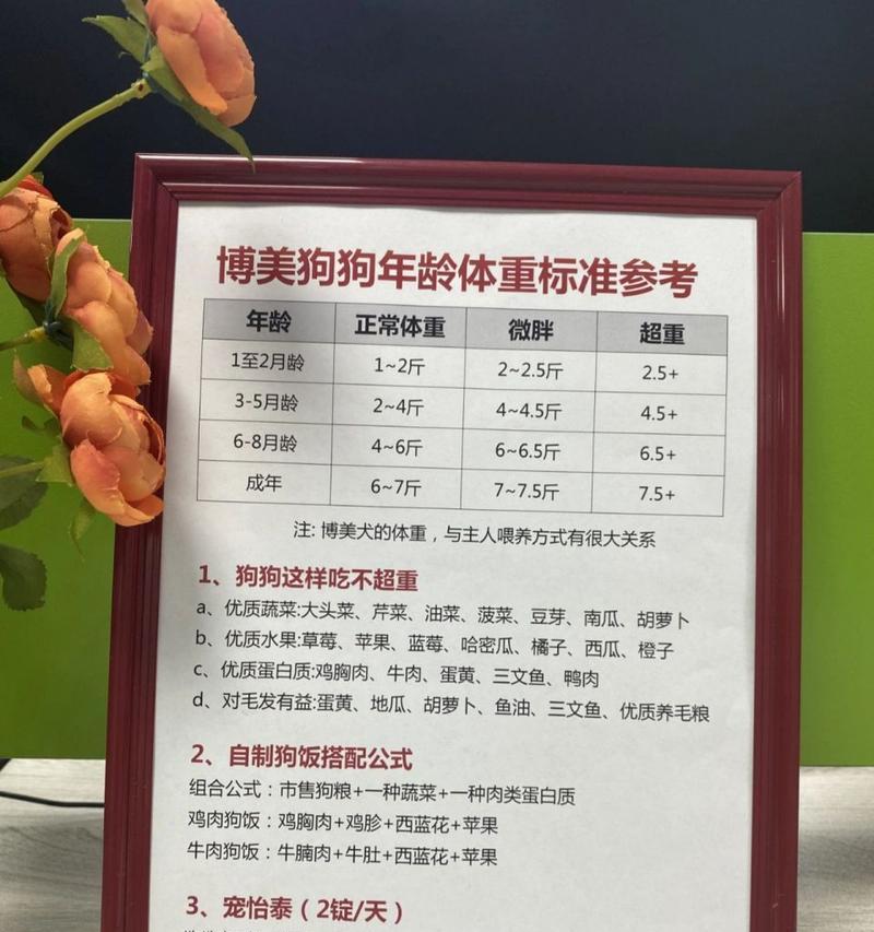 如何应对博美犬的健康问题？（掌握健康知识，为宠物提供最佳护理）