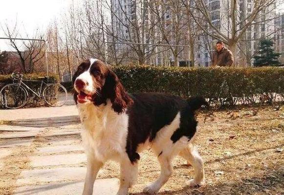 养犬专家教你如何饲养英国史宾格猎犬（详细介绍英国史宾格猎犬的饲养方法及注意事项）