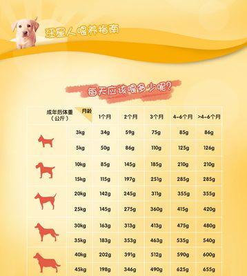 如何正确喂养金毛犬（金毛犬喂养方法，从饮食到运动全方位解析）