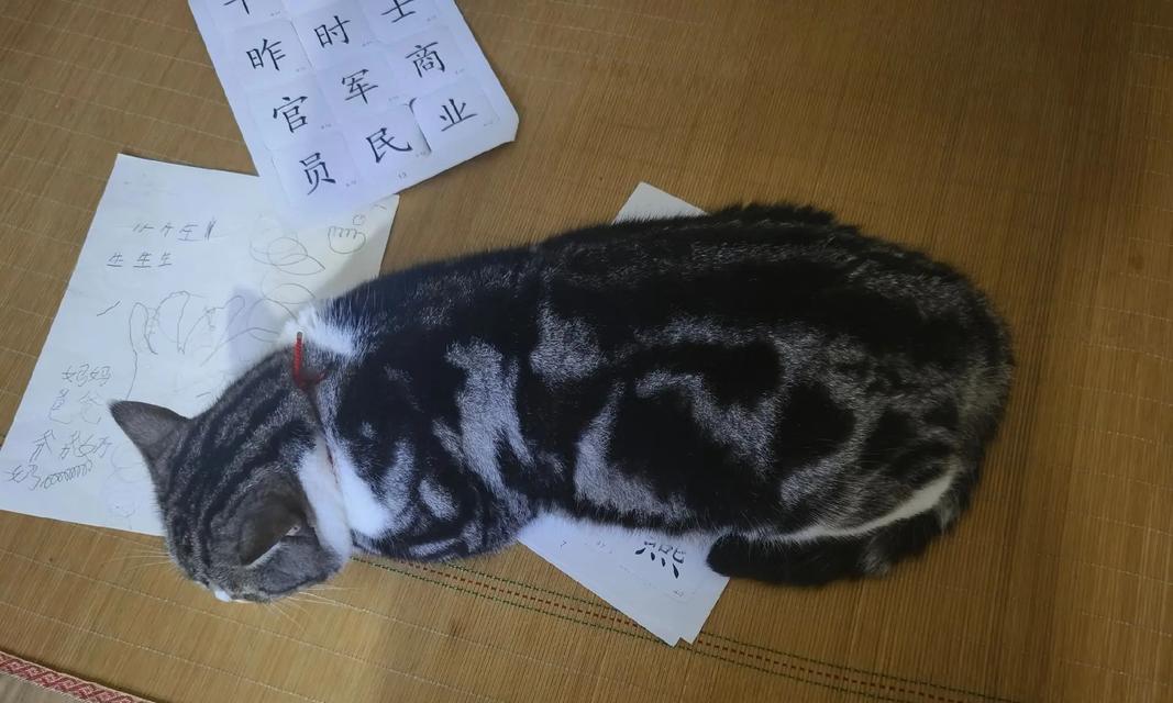 猫咪为什么突然胖了？（探究导致猫咪突然变重的原因和解决办法）