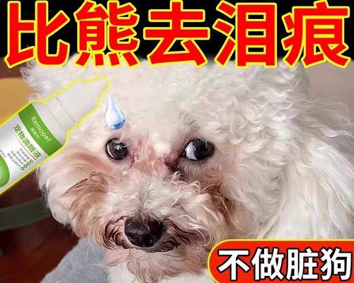 比熊犬泪痕清除指南（宠物的美容与健康）