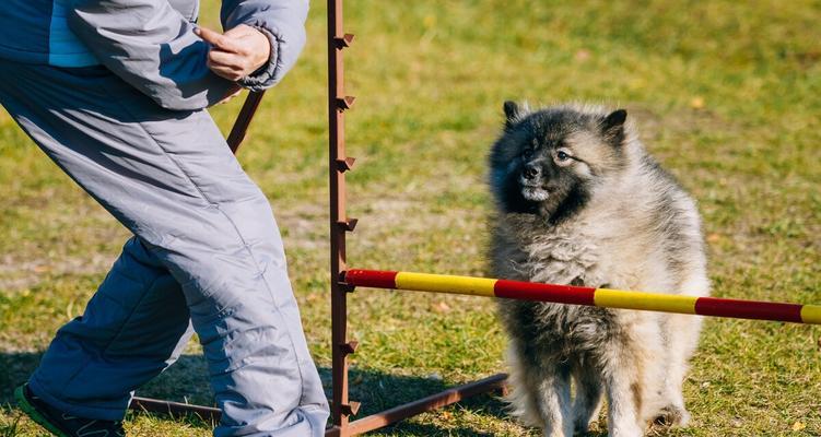 松狮犬牙齿保护的重要性（为爱宠的健康着想，从口腔健康抓起）