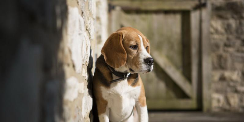 如何训练你的比格犬（以宠物为主，让你的比格犬变得更加听话和友善）