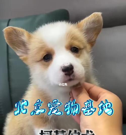 探寻可爱柯基犬的历史（从王室宠物到现代伴侣，了解柯基的前世今生）