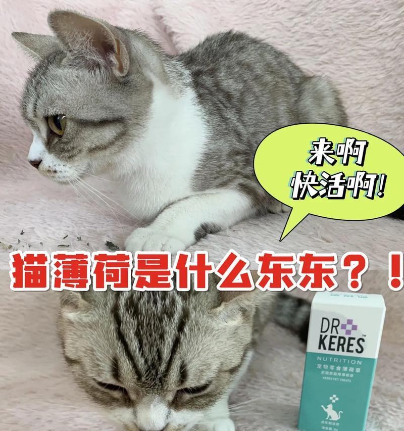 小猫咪千万别碰猫薄荷！（揭秘猫薄荷对小猫咪的危害）