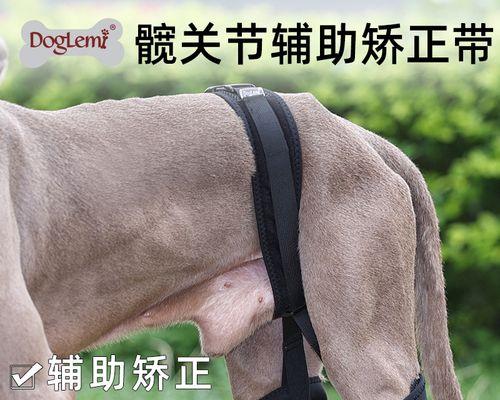 如何喂养和护理拉布拉多？（宠物主人必知的养犬秘笈）