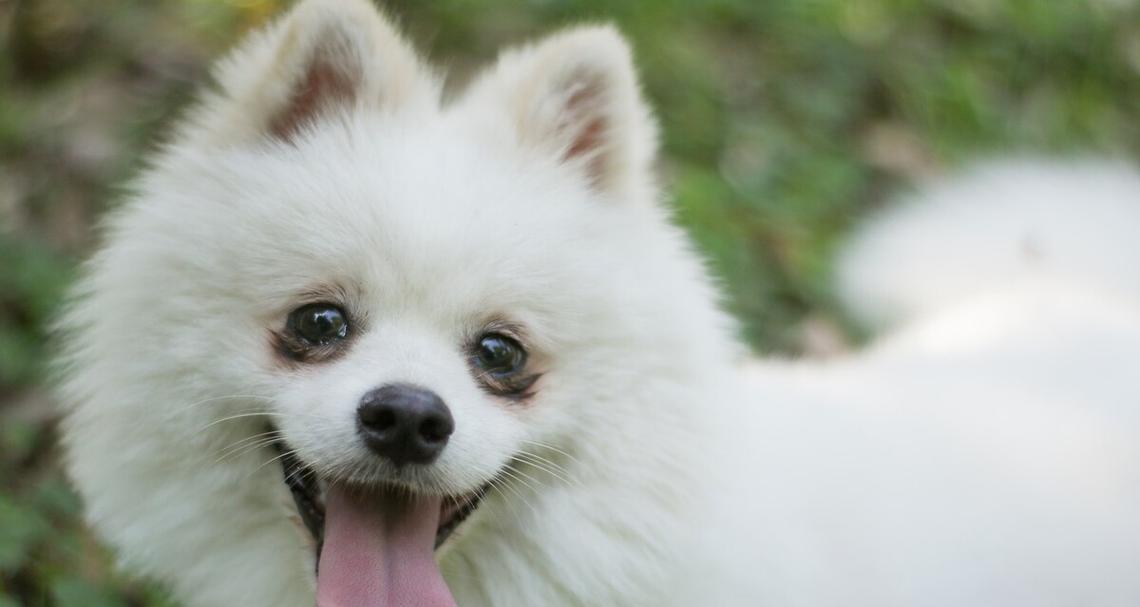 银狐犬的饲养全指南（宠物银狐犬的喂食、训练、卫生等详细介绍）