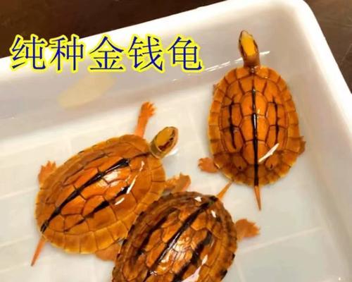 黄额闭壳龟的饲养方法（了解适宜的环境和饲养方式，让黄额闭壳龟健康成长）