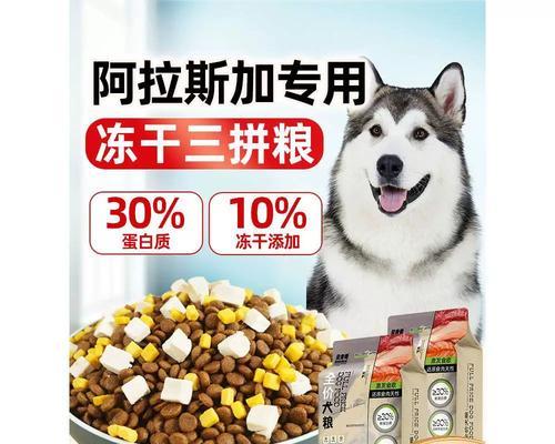 如何饲养健康快乐的阿拉斯加雪橇犬（以宠物为主，让你的犬友爱上生活）