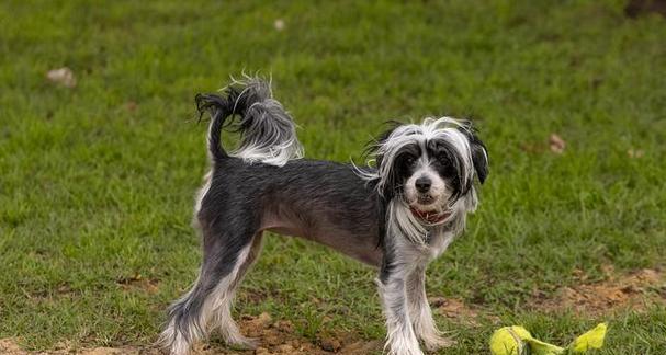 英国史宾格猎犬的饲养指南（掌握这些方法，让你的狗狗健康快乐）