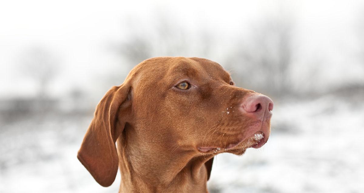 维兹拉犬的养护指南（维兹拉犬饲养技巧）