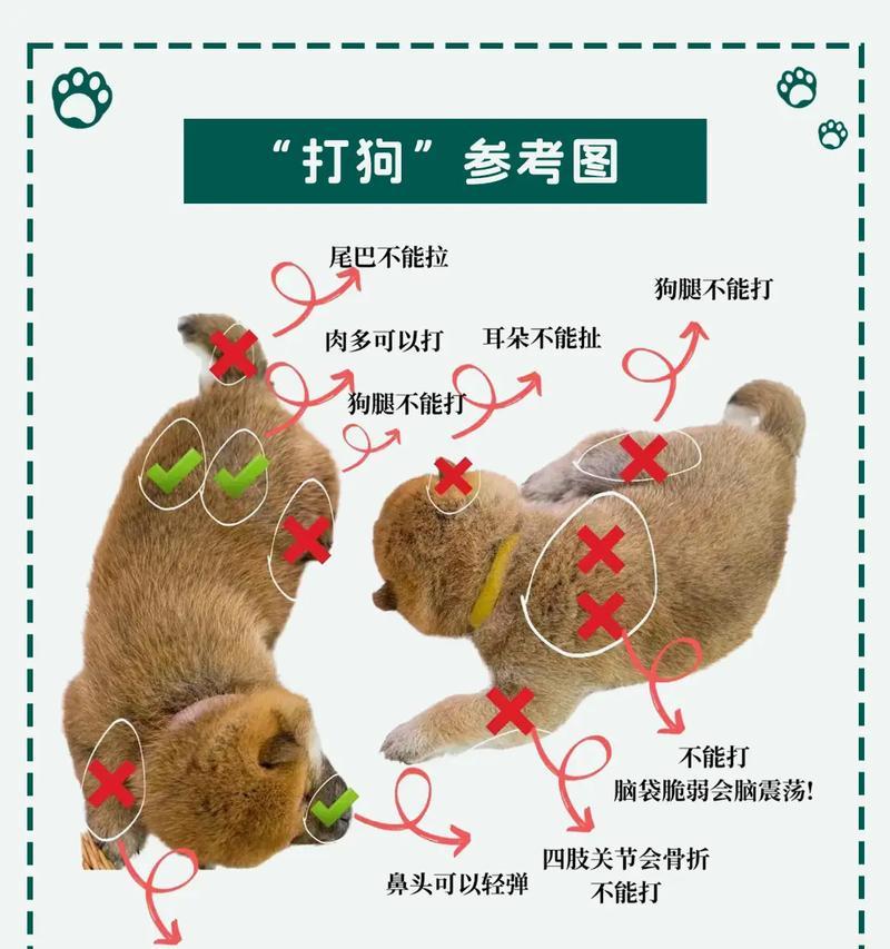 以高加索犬为宠物的饲养方法（了解高加索犬的品种特点和如何给它们提供最佳的饮食和生活环境）