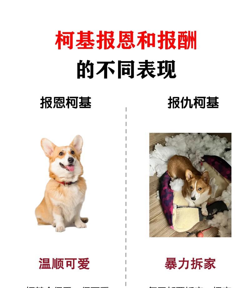 瑞典柯基犬饲养指南（了解柯基犬的特点及适合的饲养方法）