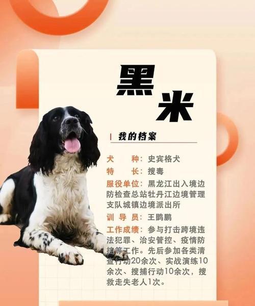 柯基犬的历史与魅力（探寻柯基犬的起源、特征和人气）