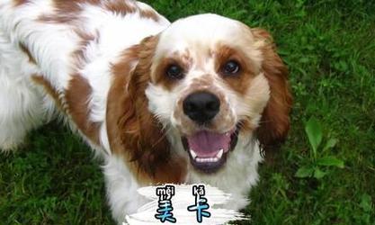 可爱的可卡犬-饲养方法详解（从选择、训练到健康，让你成为养犬高手）