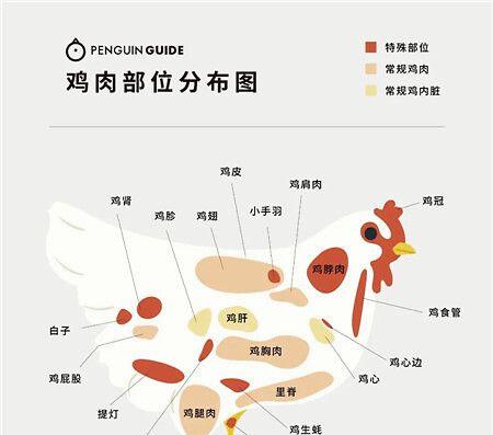 环喉雀的饲养方法（打造健康快乐的环喉雀家）