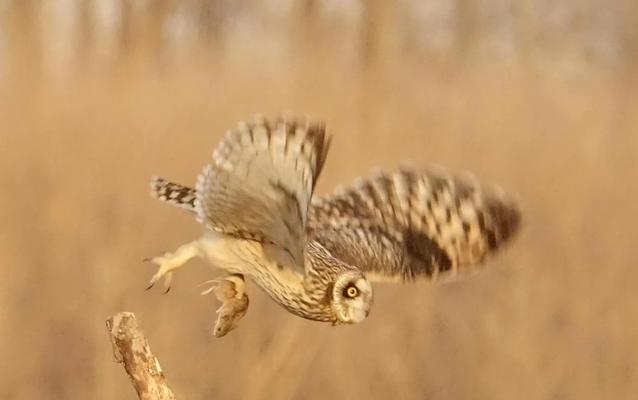 北方田鼠的饲养方法（宠物之选择、饲养环境、饮食喂养、健康护理、培育繁殖）