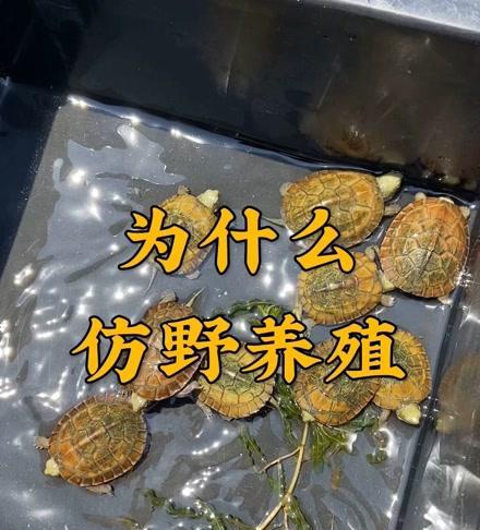 黄喉拟水龟的饲养方法（养殖技巧详解，让宠物龟龟健康成长）