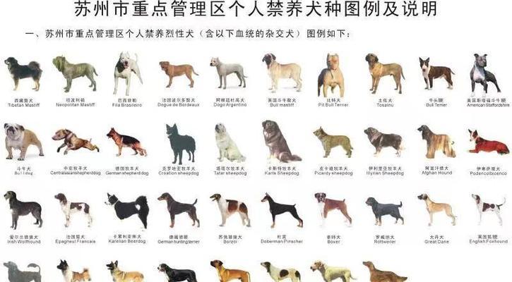 如何正确饲养苏俄牧羊犬？（从宠物到工作犬，了解苏俄牧羊犬的饲养方法）