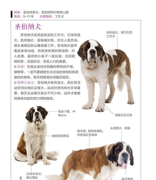 维兹拉犬的养护方法（从饮食到训练，关注每一个细节）