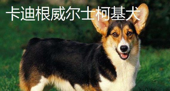 瑞典柯基犬的饲养方法（以宠物为主，打造健康快乐的家庭生活）