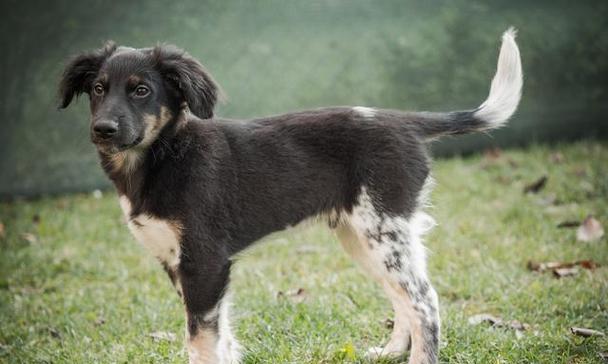 如何养护英国史宾格猎犬的方法？（从日常护理到训练技巧，为您提供详细指南！）