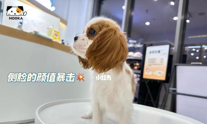 如何正确地饲养查理士王小猎犬？（善待你的爱宠，关注它们的健康与幸福！）