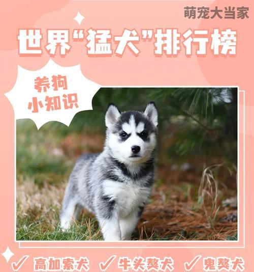 如何饲养高加索犬？（成为高加索犬主人的必备指南）