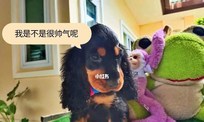 可卡犬饲养全指南（从选择、饮食到健康，让你的可卡犬快乐生活）