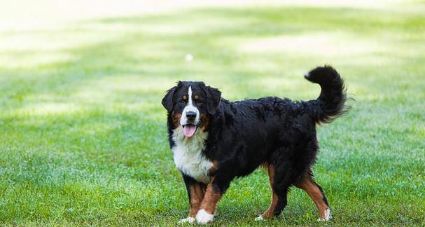 英国史宾格猎犬的饲养方法（如何照顾一只忠诚可爱的宠物猎犬？）