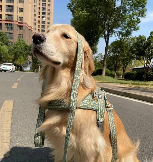 金毛犬饲养全攻略（做好这些，让你的金毛快乐成长）