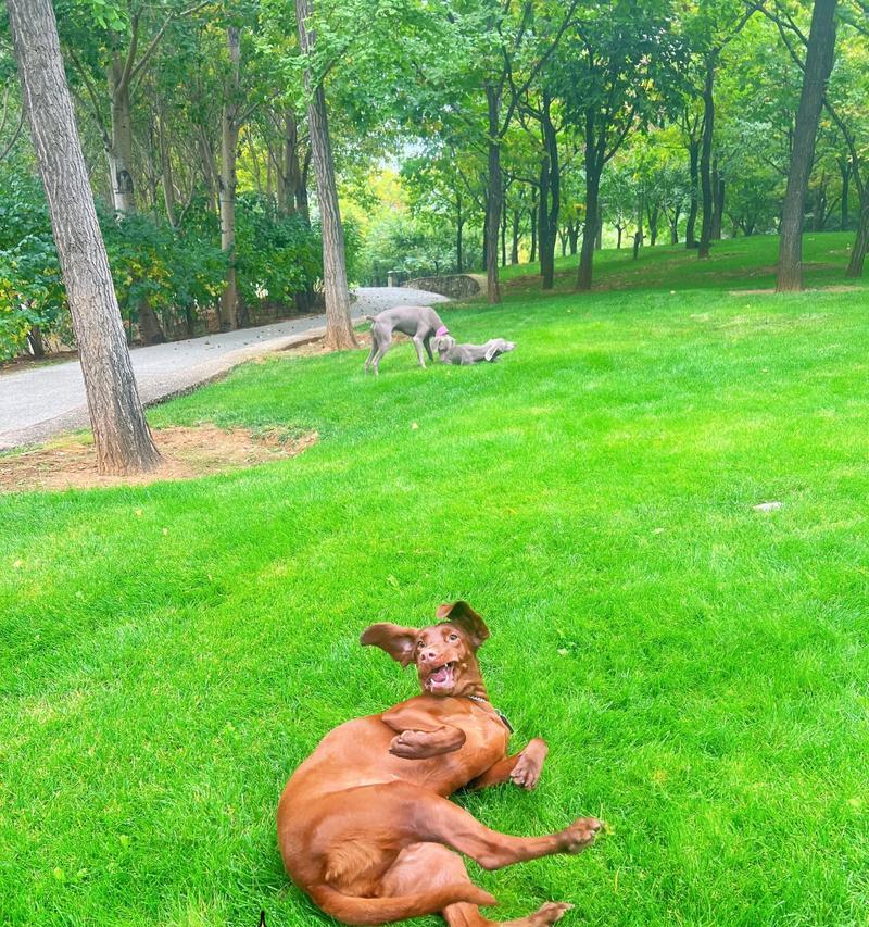 维兹拉犬的饲养方法（了解这个品种的特点，提高犬只的幸福指数）