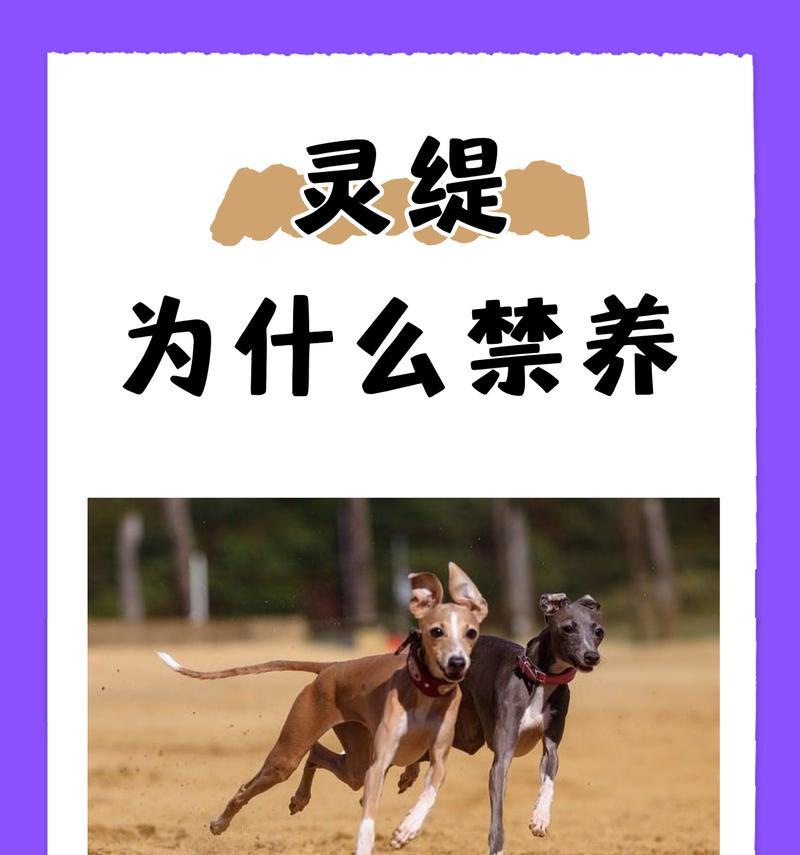 格力犬的饲养全指南（了解格力犬，让它成为你的忠实伙伴）