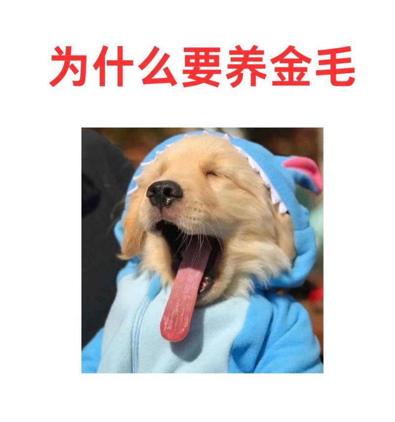 如何养护你的金毛犬（让你的金毛犬健康快乐成长）