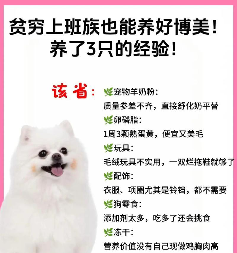 美系博美犬的完美饲养指南（了解美系博美犬的习性和饲养技巧，让你成为专业养狗人）