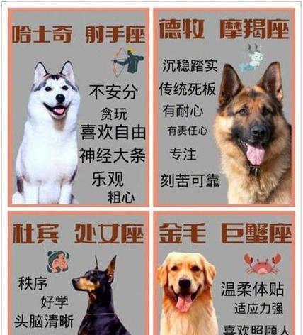 金毛犬的饲养全攻略（培养快乐、健康的犬宠生活）