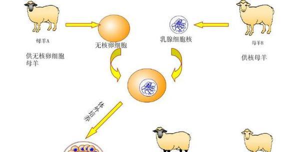 如何饲养一只健康、快乐的澳大利亚梗？（以澳大利亚梗的饲养方法为主题，让你的宠物生活更幸福！）