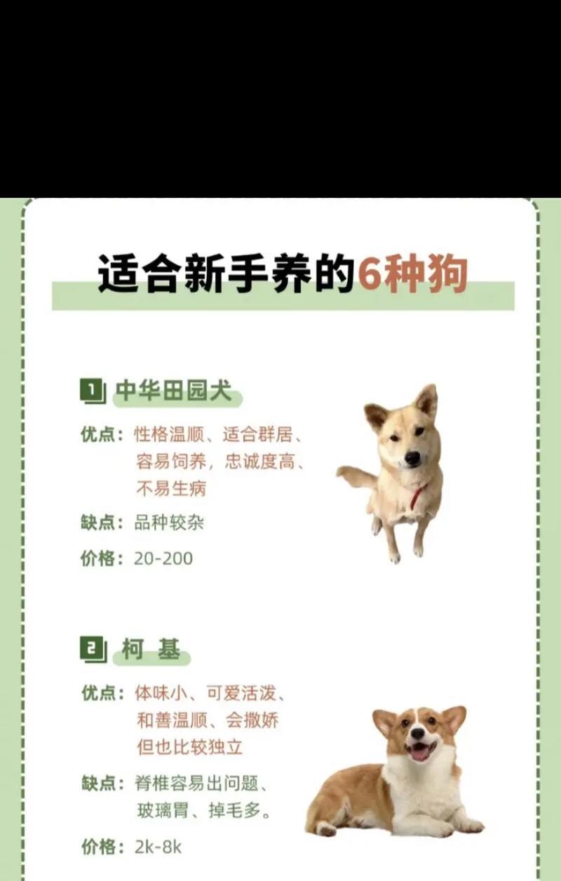 瑞典柯基犬饲养指南（学会这些，让你的柯基健康快乐）