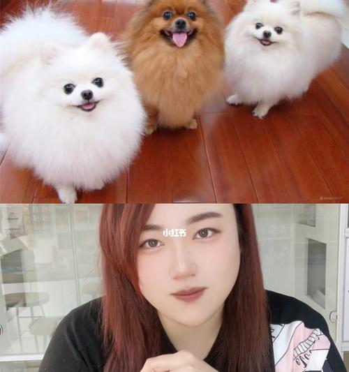 如何科学饲养美系博美犬（详细介绍美系博美犬的饲养方法，助你成为专业的犬主人）