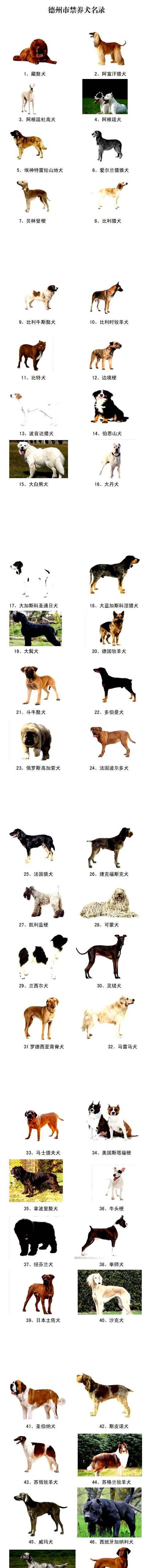 比利牛斯獒犬的饲养方法（让你的比利牛斯獒犬健康快乐成长）