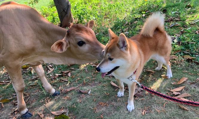 佛兰德牧牛犬的饲养方法（了解佛兰德牧牛犬，让爱它更加容易）