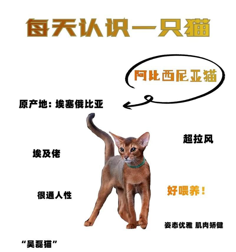 如何正确饲养阿比西尼亚猫？（探秘阿比西尼亚猫的生活习性与饲养技巧）