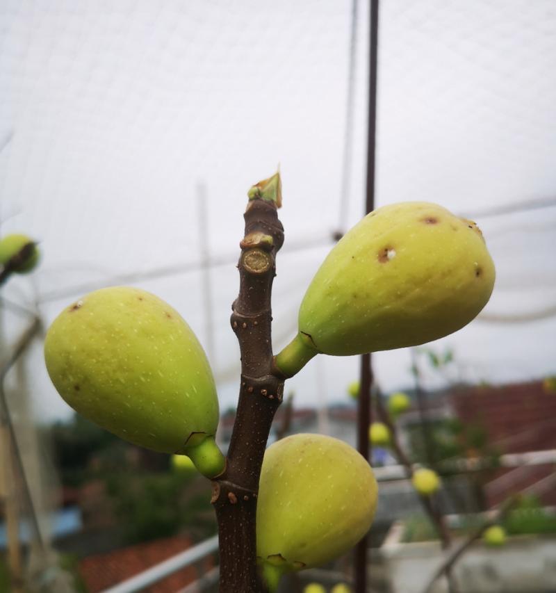 爱德华无花果鹦鹉的饲养方法（如何照顾你的爱德华无花果鹦鹉）