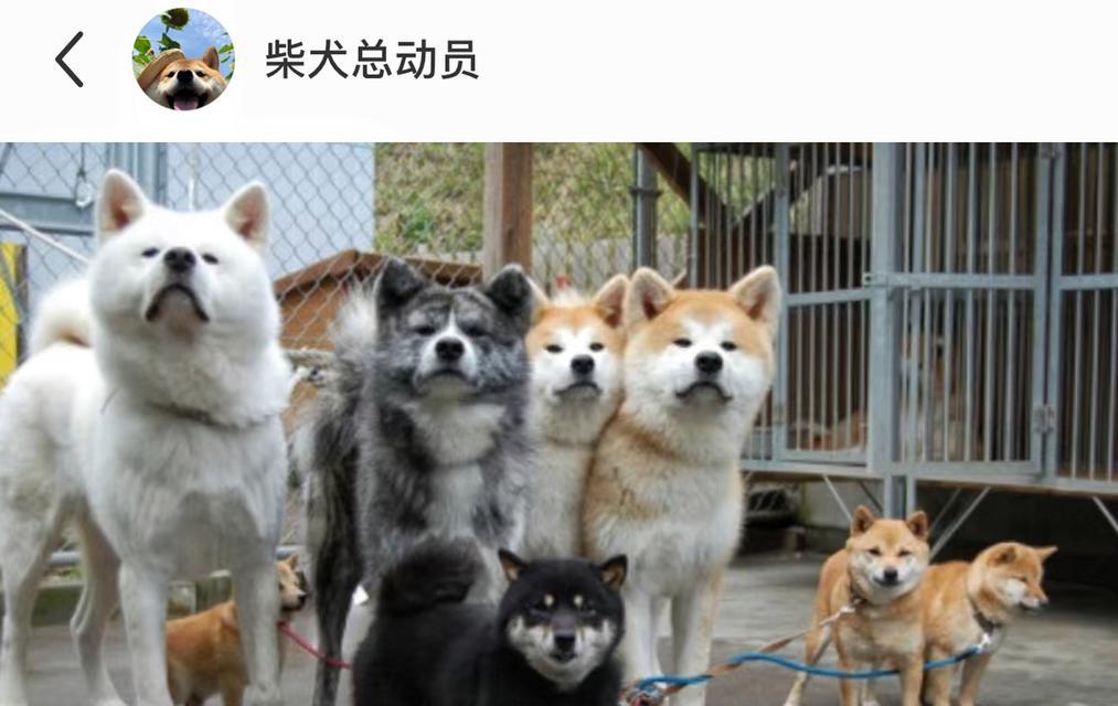 如何饲养日本柴犬幼犬？（从选购到护理，全方位指南让你成为优秀的柴犬家长）