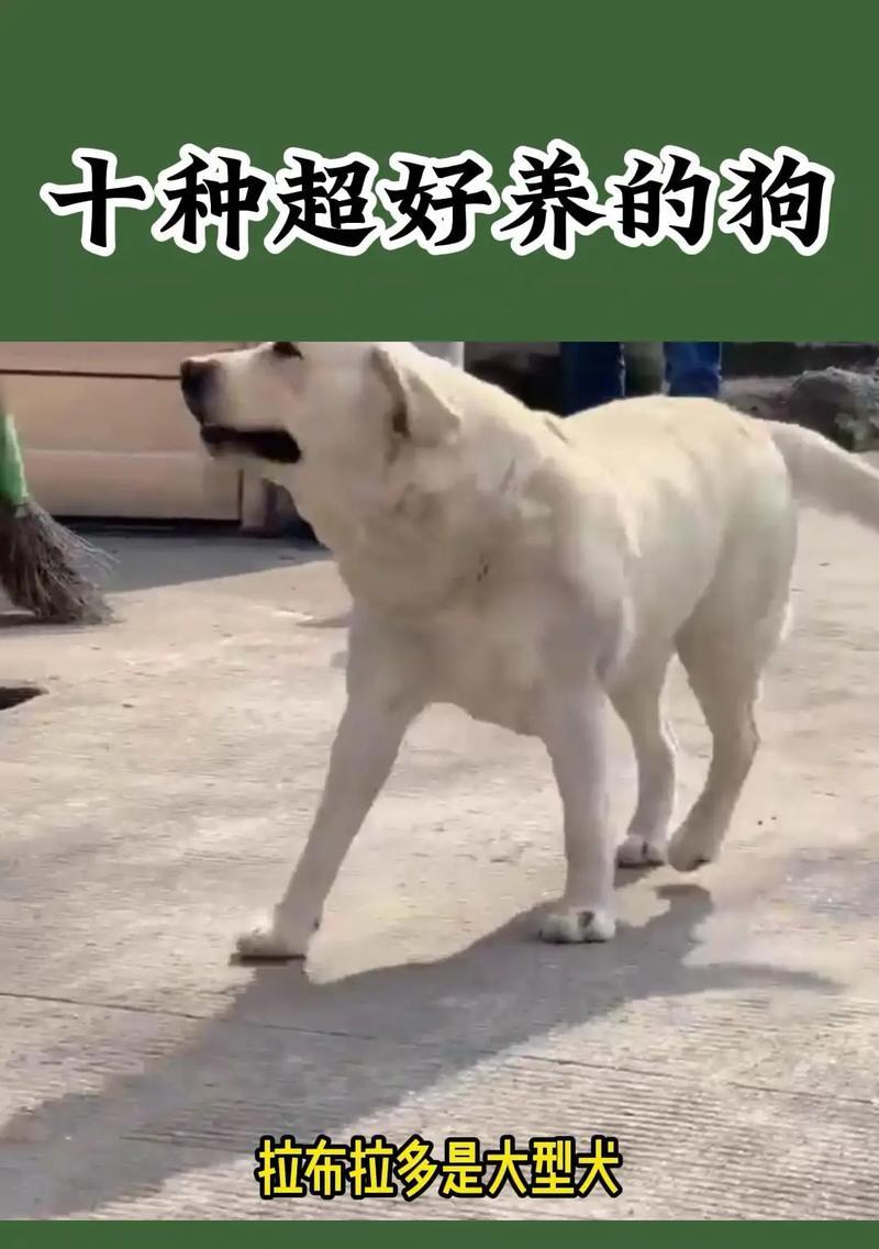 如何养好金毛犬？（从宠物到家庭成员，建立良好的互动关系）