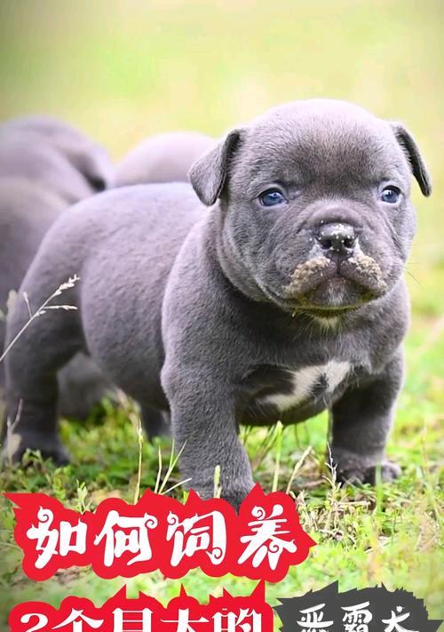 当宠物变成恶霸犬——如何应对新手饲养者的挑战（以恶霸犬几个月刚开始爆头为例，教你如何正确抚养宠物）