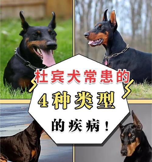 饲养杜宾犬的技巧（从幼犬到成犬，教你如何科学饲养）