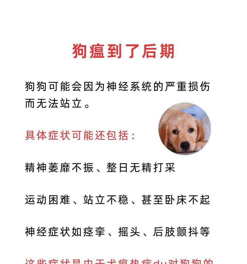 犬瘟热——宠物狗的噩梦（了解犬瘟热，保护宠物健康）